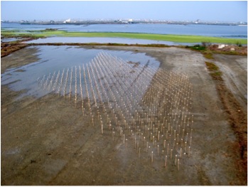 Cheng Long Invasive Species by Roy Staab