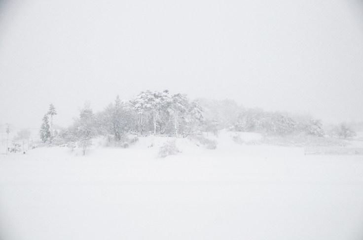 Tree mound, 2013, Su Grierson with permission