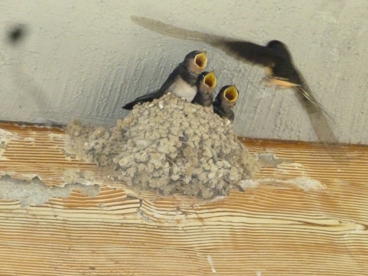 Swallows nesting in Knossos Palace, Crete.  Photo Chris Fremantle