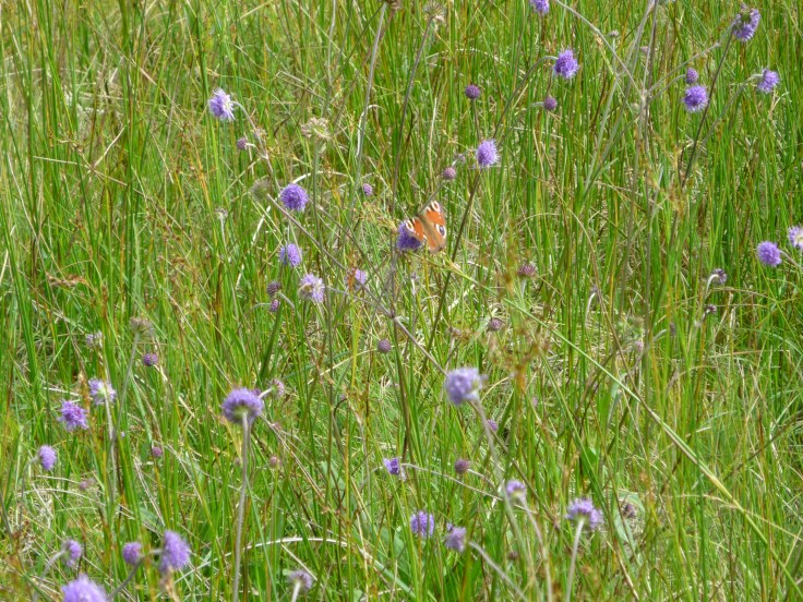 Clyde Research - photo Chris Fremantle