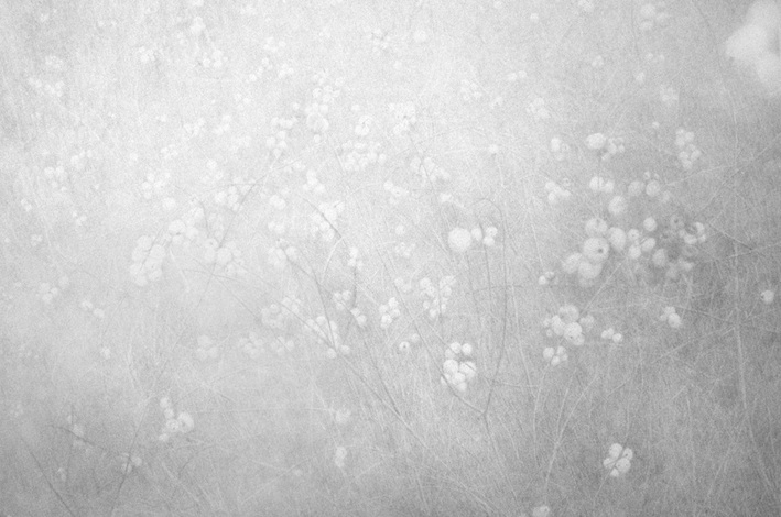 “A Sort of Visual Rhythm: Symphoricarphos” from Back to the Things Themselves GFVA 2012