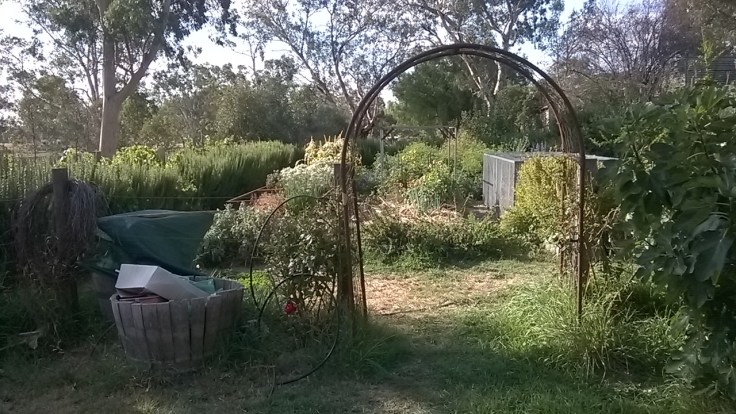 The Avoca Project garden, photo Anne Douglas