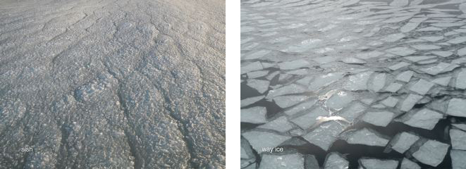 Sish and Way Ice, Conception Bay, Newfoundland, March 2014