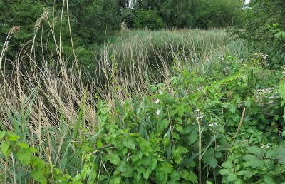 bow-creek-park-6-copy-2-e1519921355448