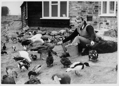 scott feeding wildfowl