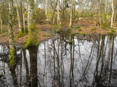 Woodland Wetland