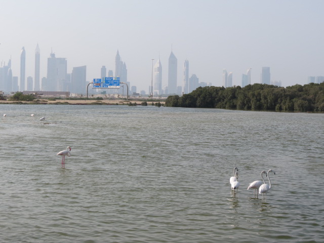 Flamingoes on the Ras Al Khor wetlands with Dubai's skyline in the background. Photo: Adriana Ford
