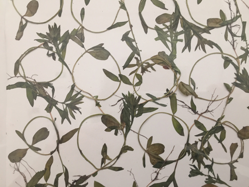 'Design for the duvet cover of a farmer' (regrown 2019)