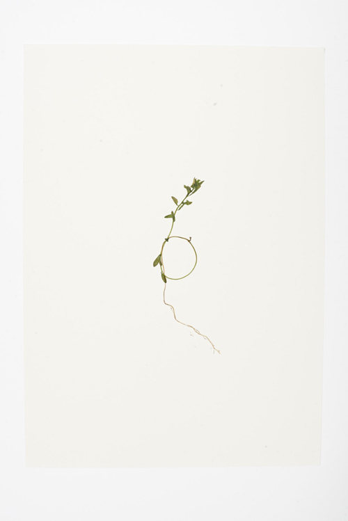 Dear Nature (2018), Courtesy the artist and the Ikon Gallery